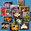 flower photos